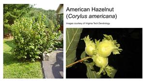 American Hazelnut shrub and nuts