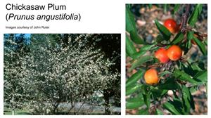 Chickasaw Plum tree in bloom and fruit with foliage