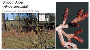 Smooth Alder flowers, male (L) and female (R)