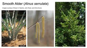 Smooth Alder bark, male flowers and foliage