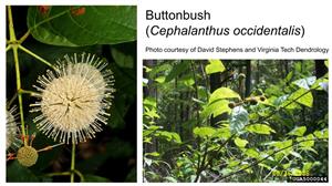 Buttonbush flower and foliage