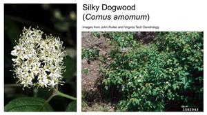Silky Dogwood flowers and foliage