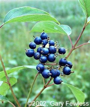 Silky Dogwood berries