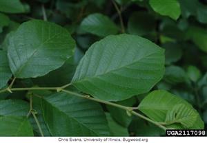 Smooth Alder foliage