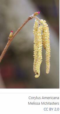 American Hazelnut flowers male (yellow) and female (tiny red)