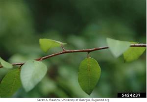 Chickasaw Plum foliage