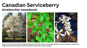 Canadian Serviceberry