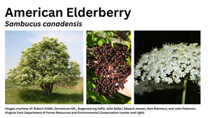 American Elderberry