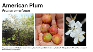 American Plum