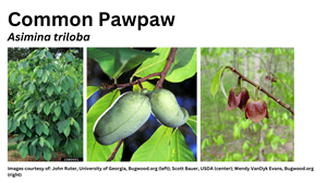 Common Pawpaw