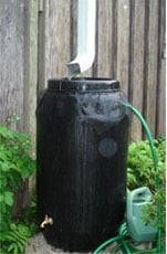 Rain barrel placed under downspout to capture water