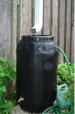 Rain Barrel