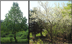 Common Pawpaw and American Plum