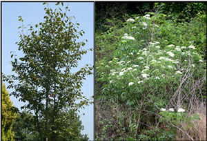 Canadian Serviceberry and American Elderberry
